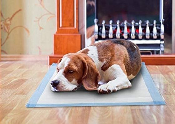 Acessórios para incontinência, coberturas de cama e acessórios de treinamento para cachorros com amostras oferecidas gratuitamente